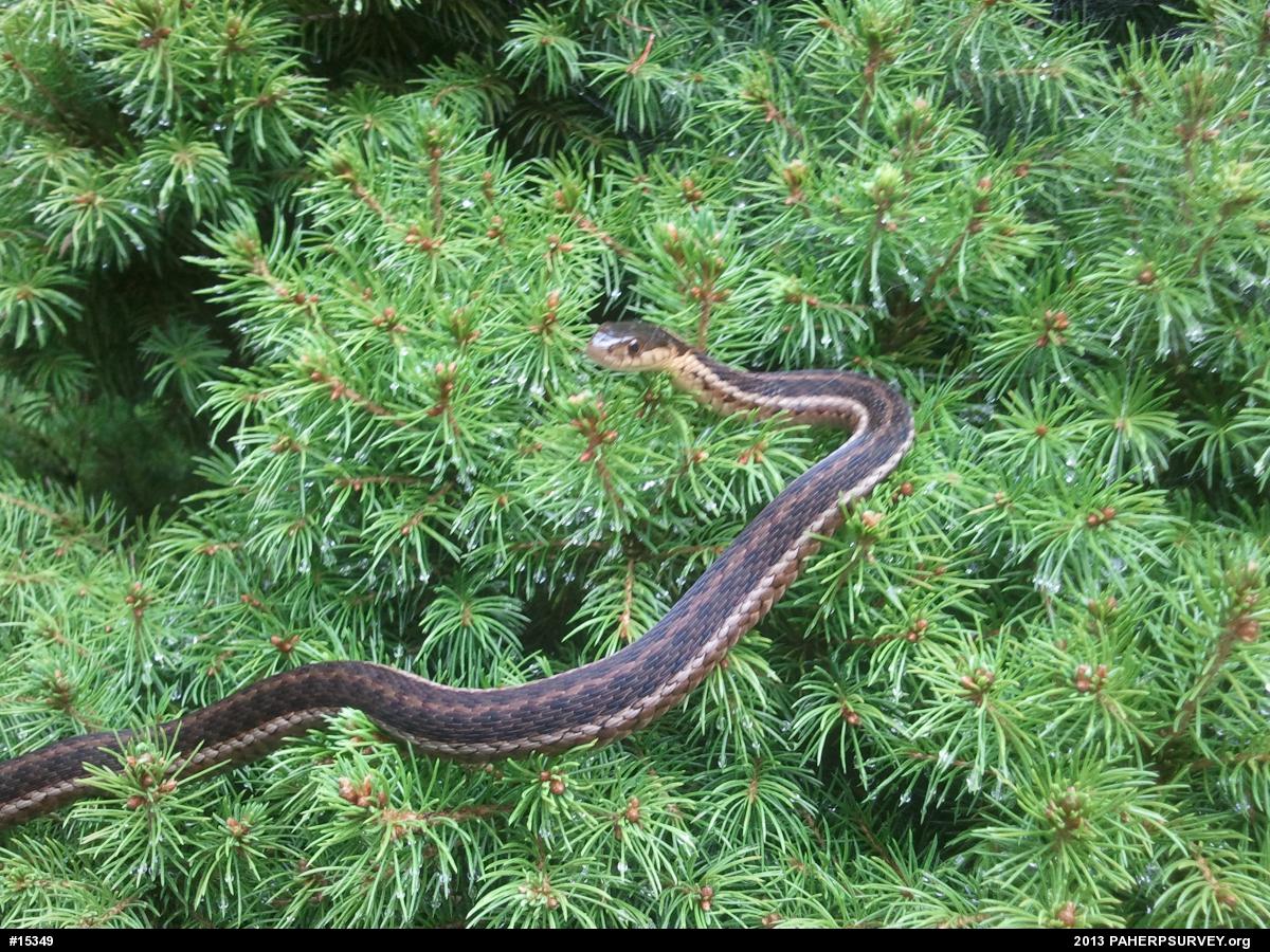 Eastern Gartersnake