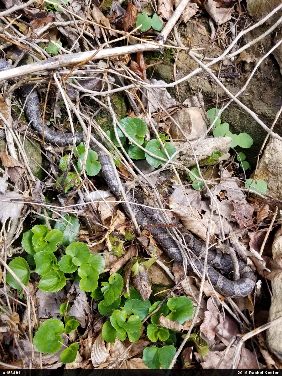 Eastern Milksnake