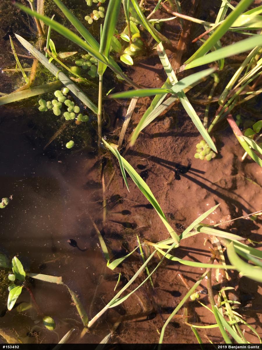 Eastern American Toad