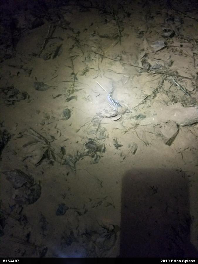 Spotted Salamander
