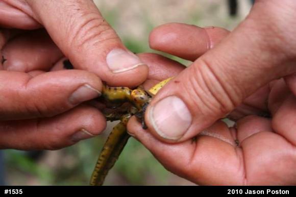 Red-spotted Newt