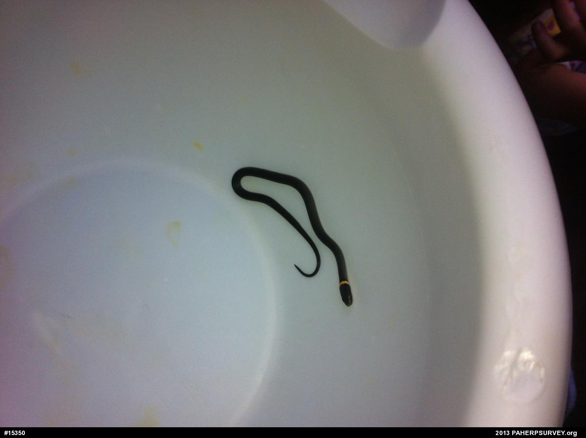 Northern Ring-necked Snake