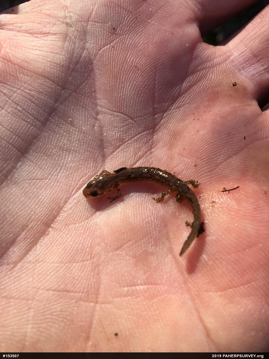 Northern Two-lined Salamander