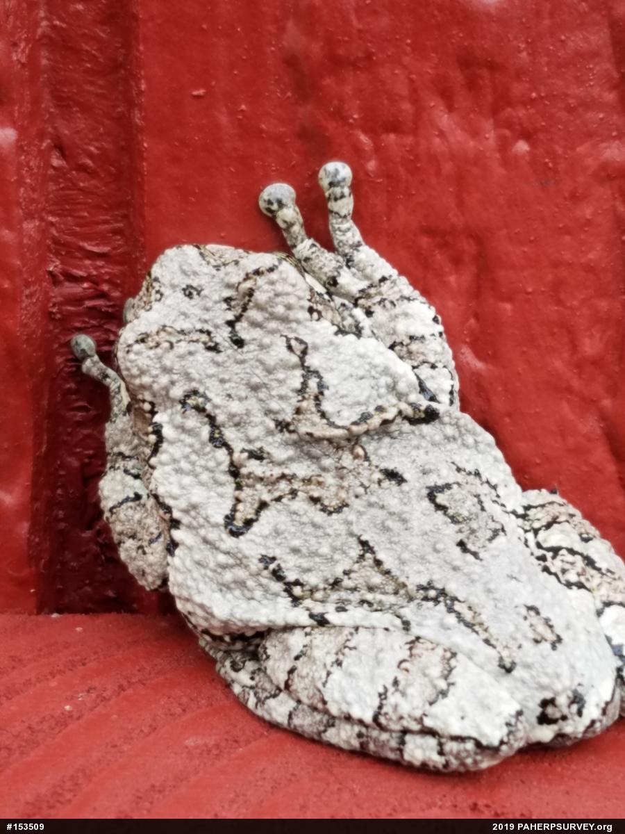 Unknown Gray Treefrog