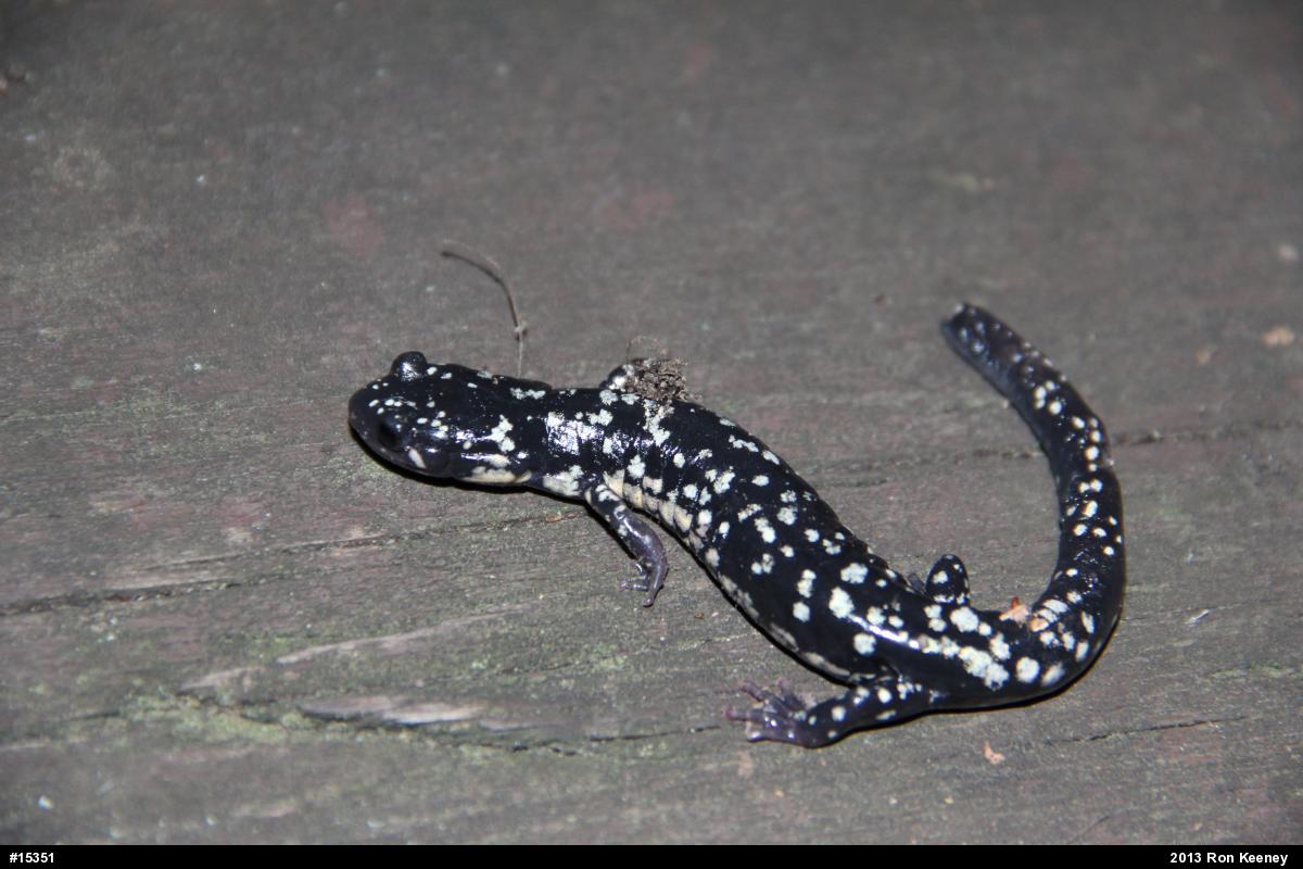 Northern Slimy Salamander