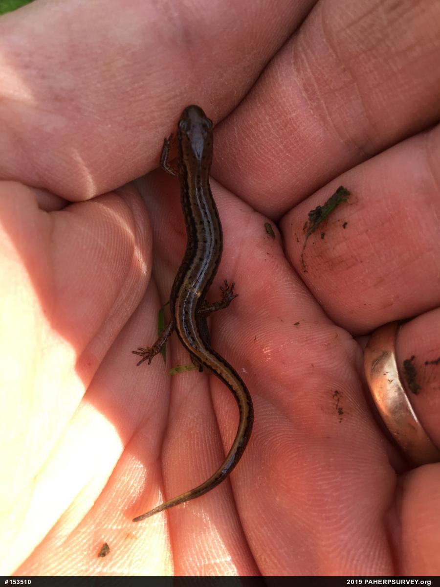 Northern Two-lined Salamander