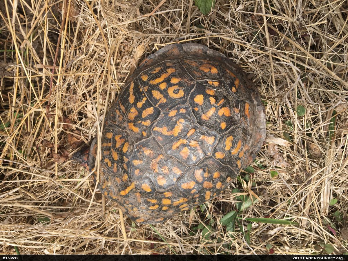 Eastern Box Turtle