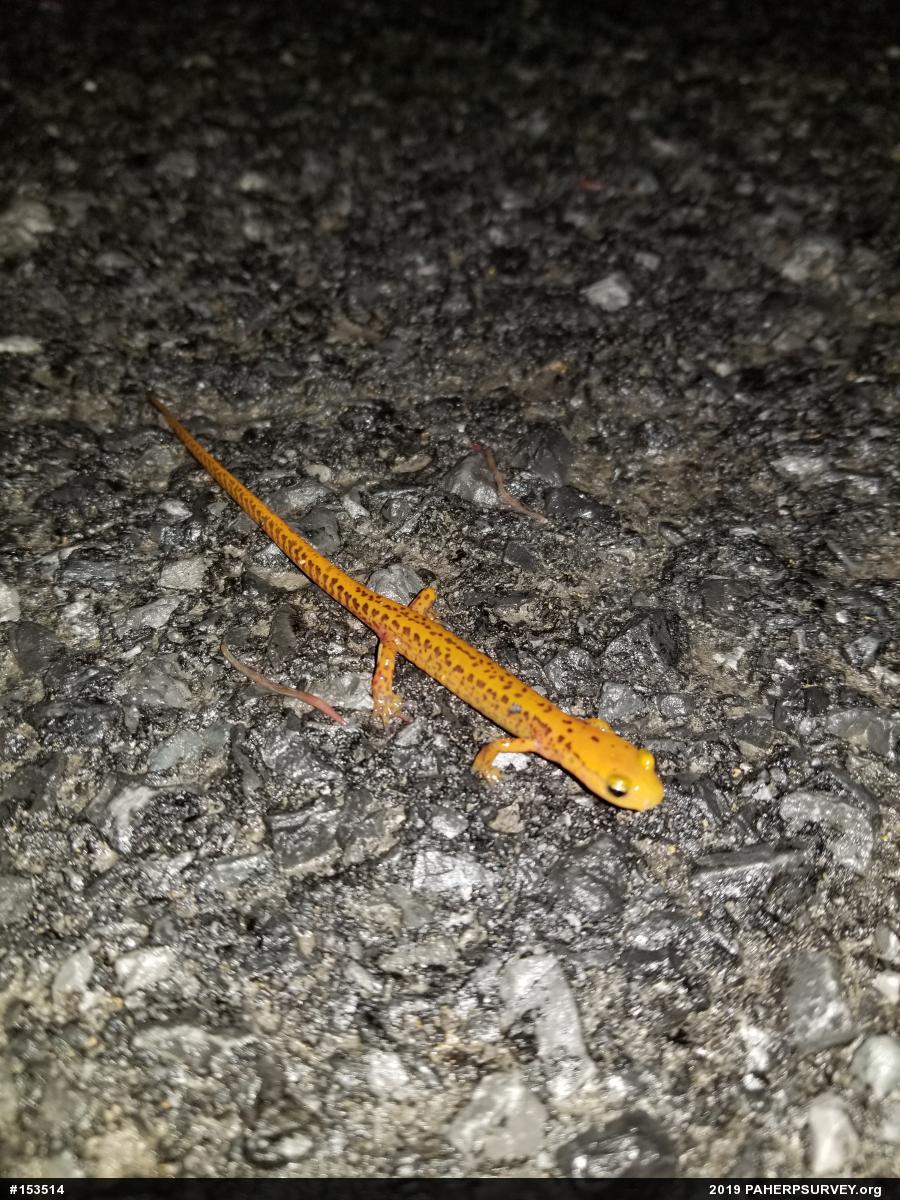 Eastern Long-tailed Salamander