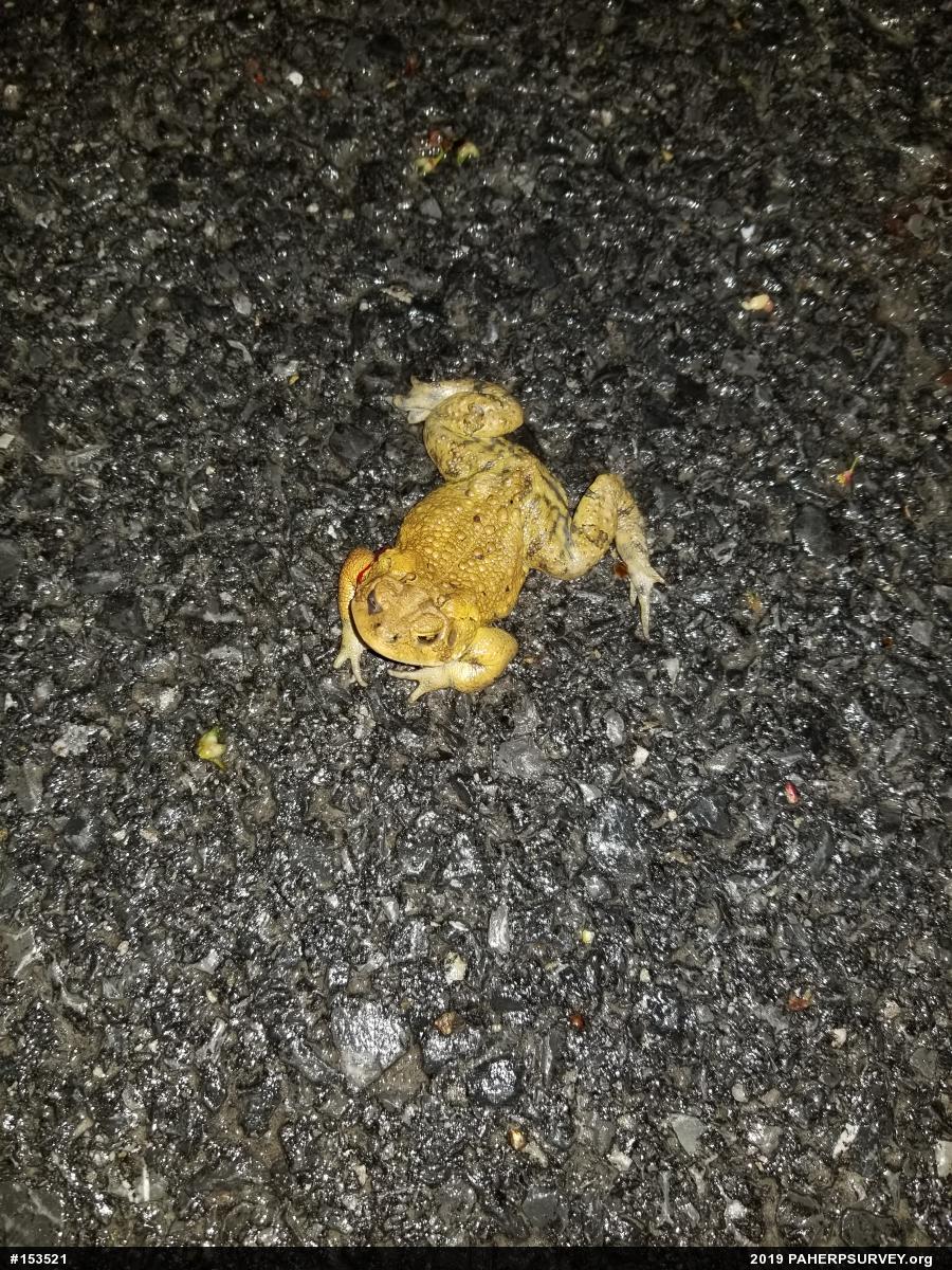 Eastern American Toad