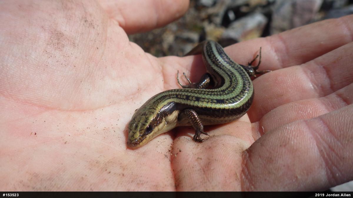 Common Five-lined Skink