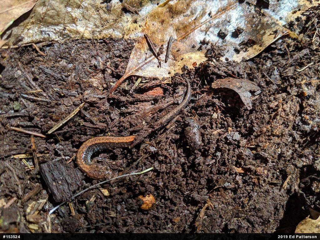 Eastern Red-backed  Salamander