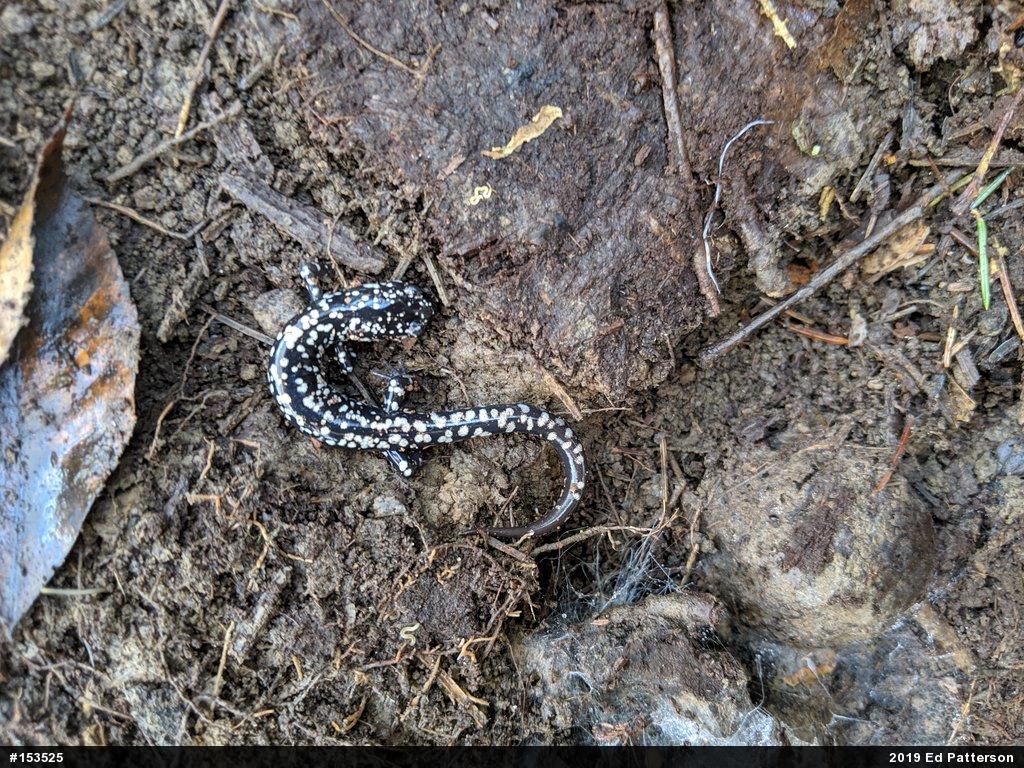 Northern Slimy Salamander