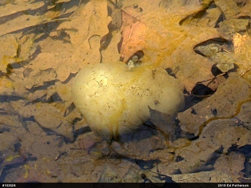 Spotted Salamander