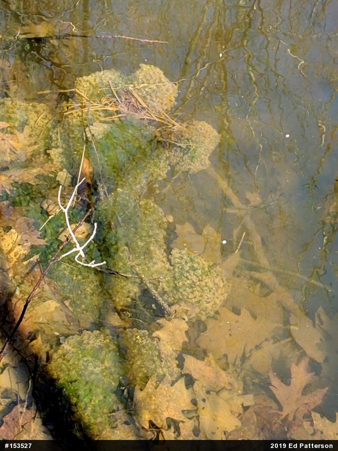 Wood Frog
