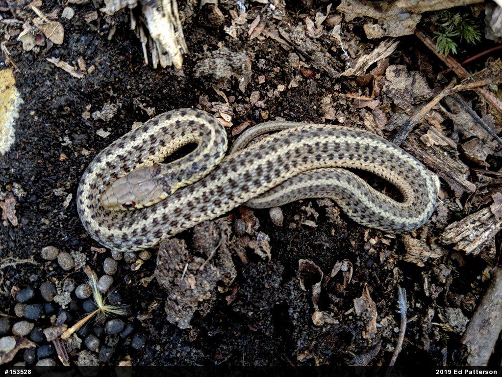 Eastern Gartersnake
