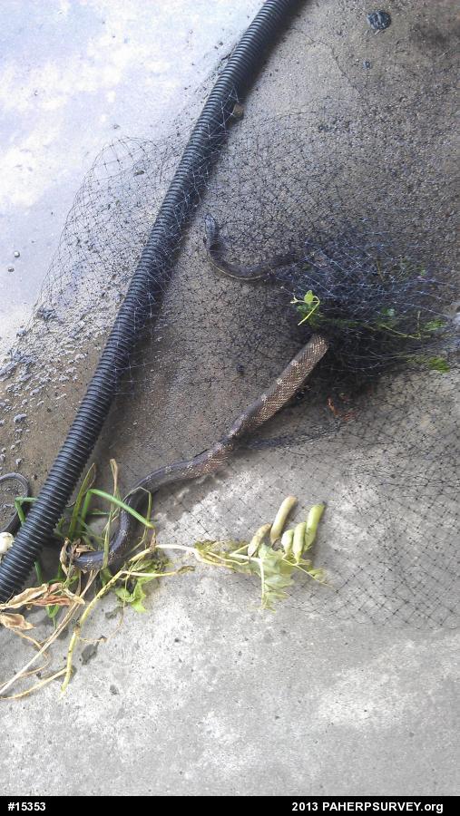 Eastern Ratsnake