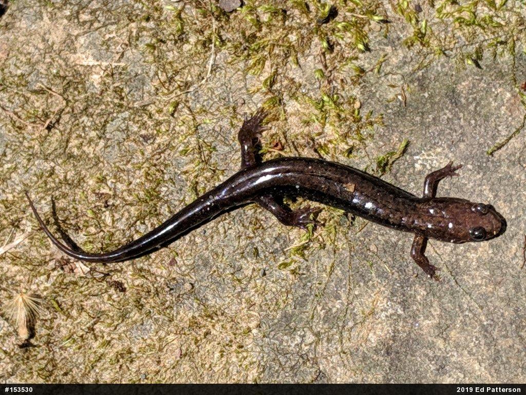 Allegheny Mountain Dusky Salamander