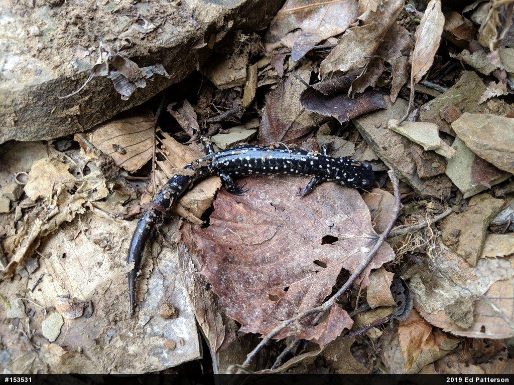 Northern Slimy Salamander