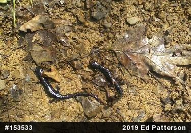 Northern Slimy Salamander