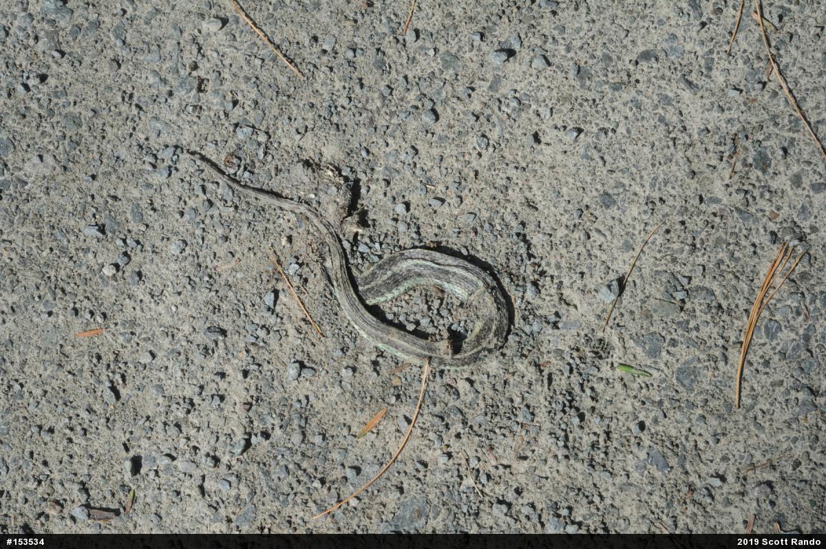 Eastern Gartersnake