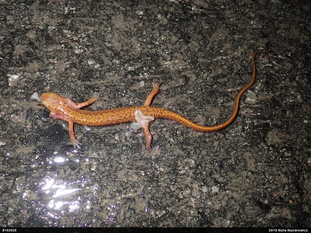 Eastern Long-tailed Salamander