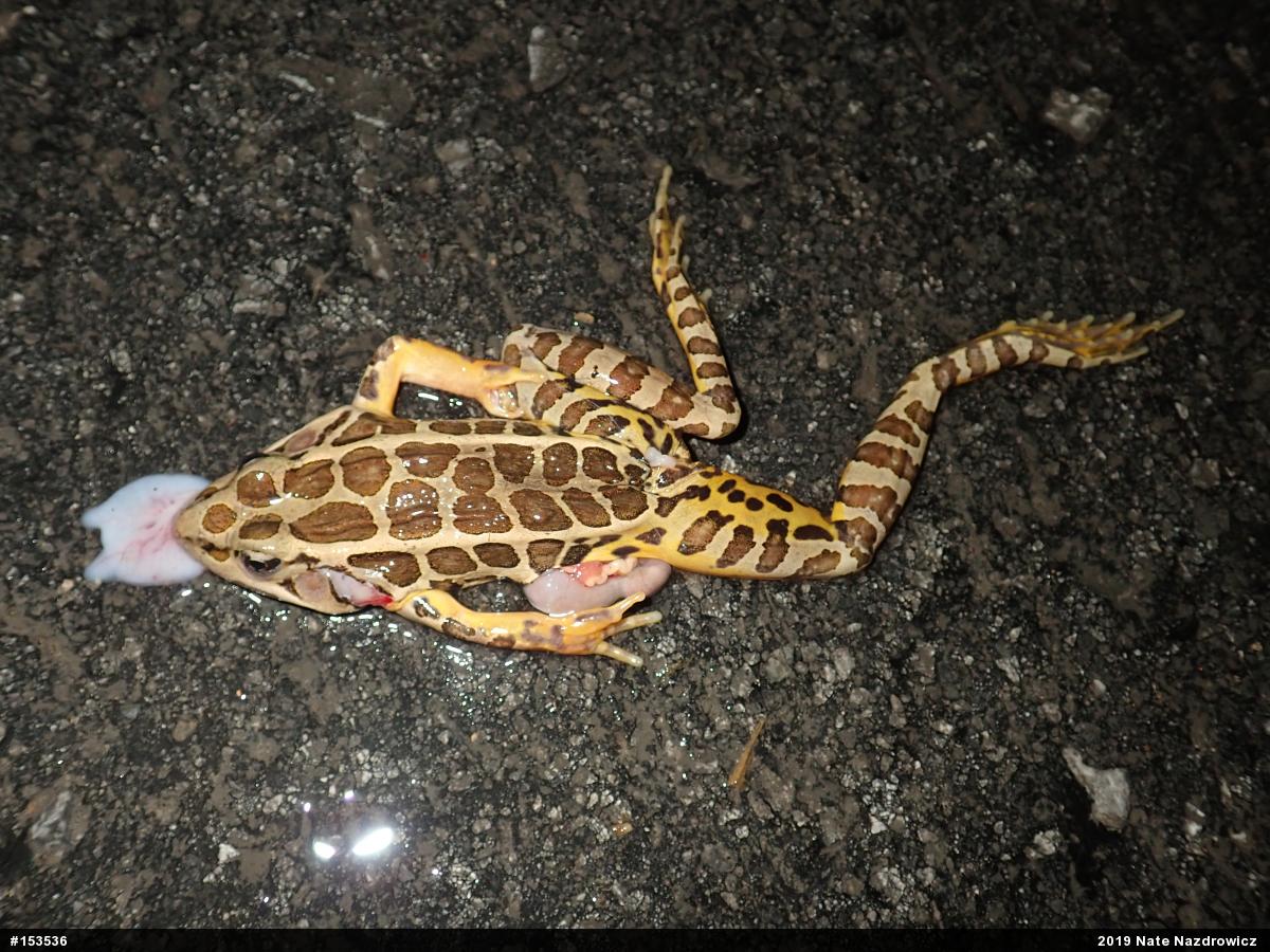 Pickerel Frog