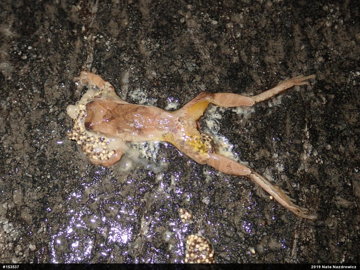 Spring Peeper