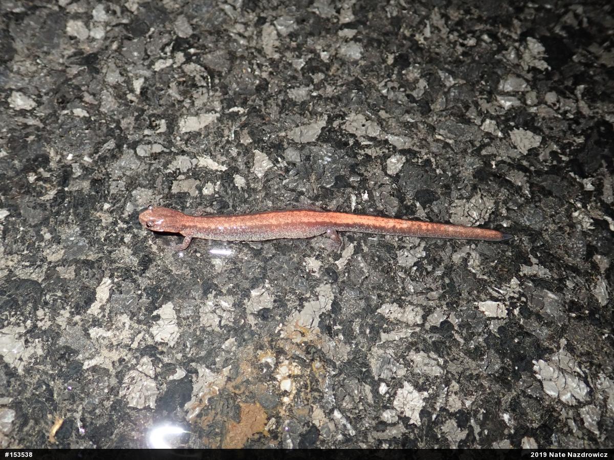 Eastern Red-backed  Salamander