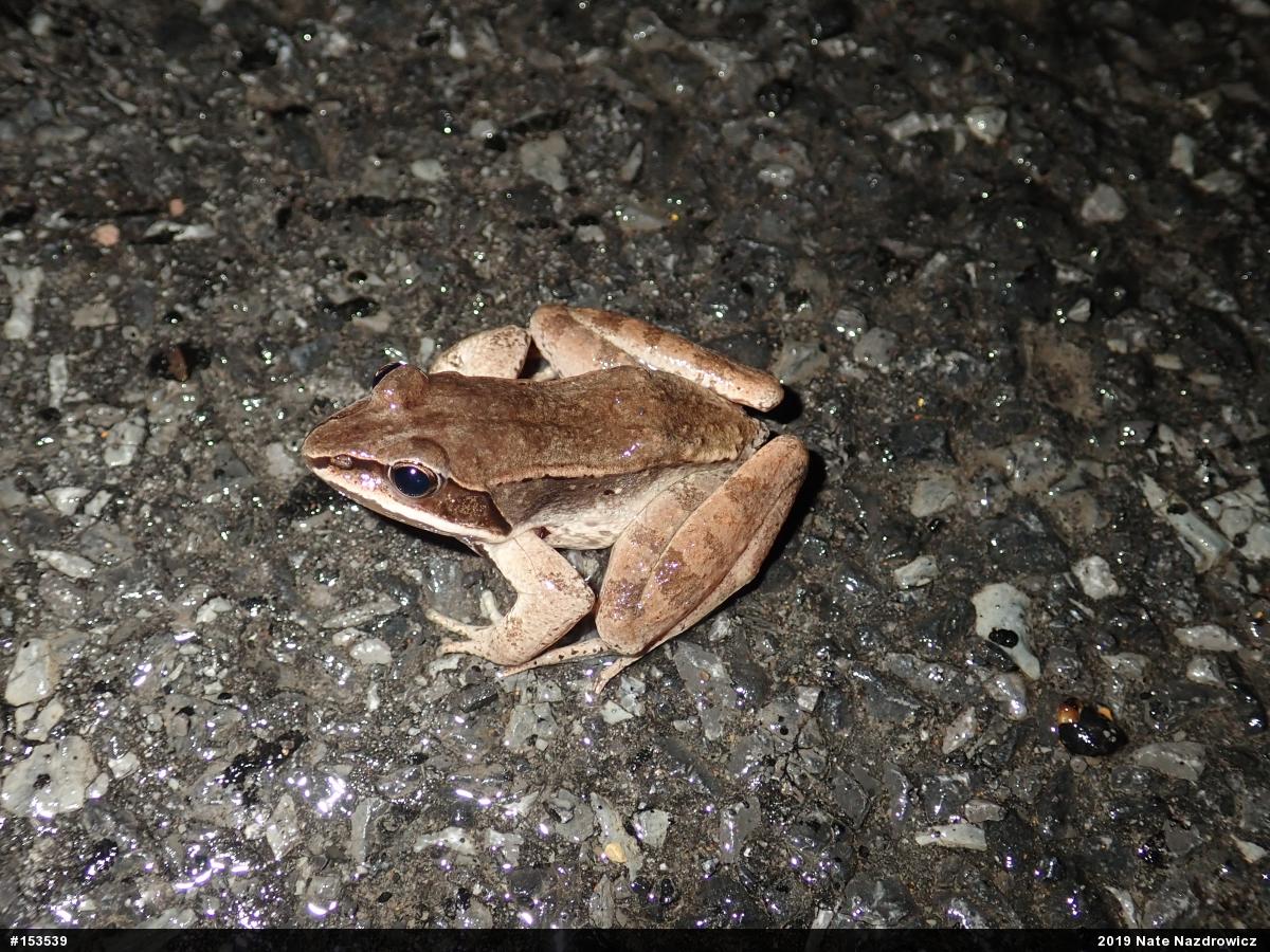 Wood Frog