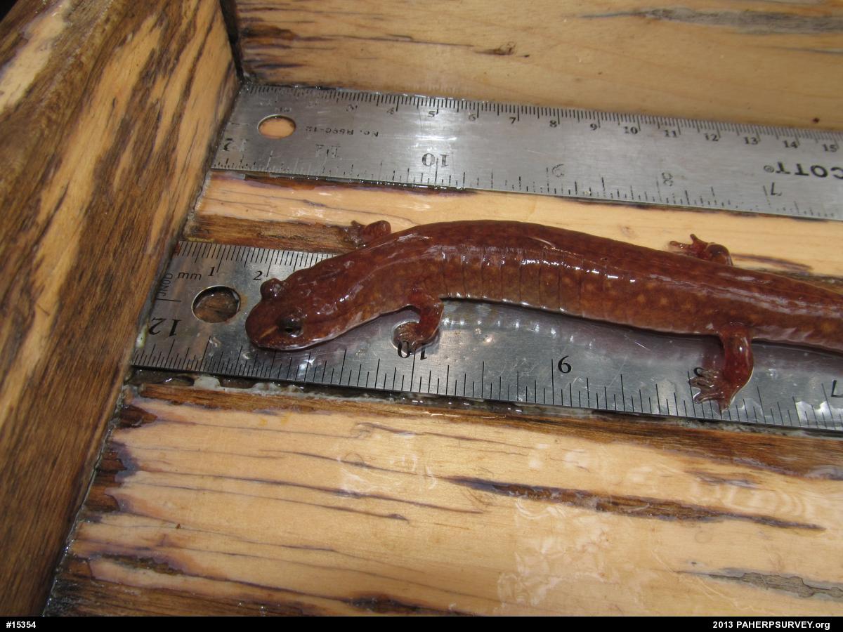 Northern Spring Salamander