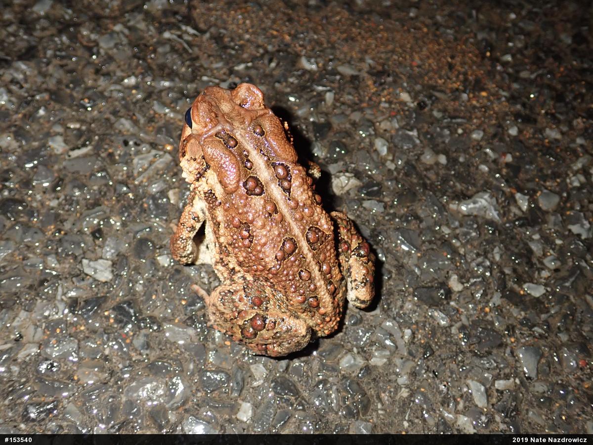 Eastern American Toad