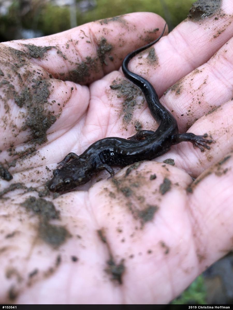 Allegheny Mountain Dusky Salamander