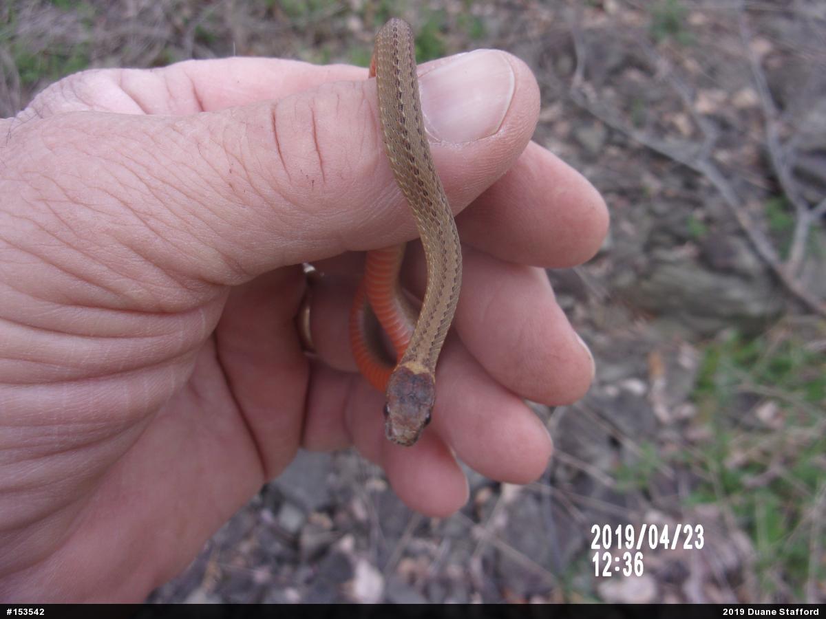 Red-bellied Snake
