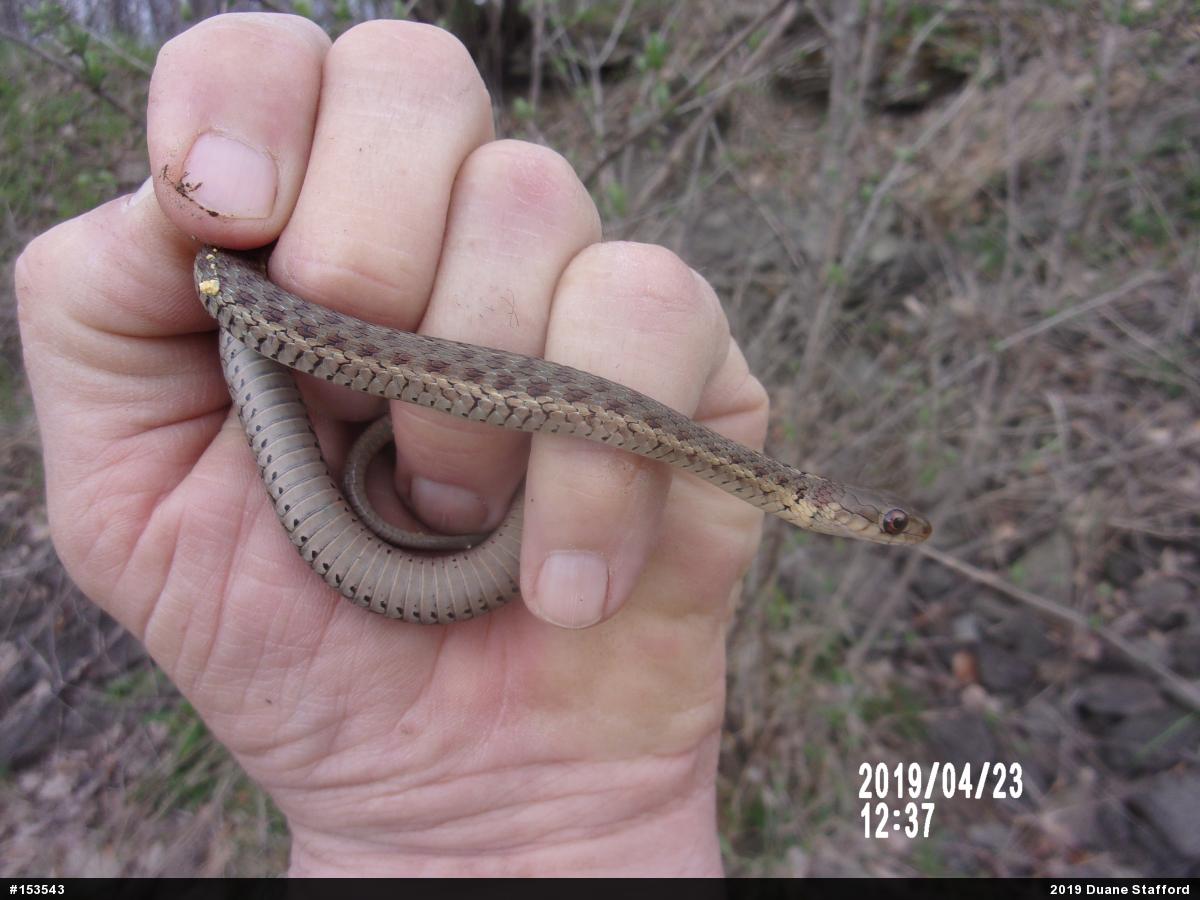 Eastern Gartersnake
