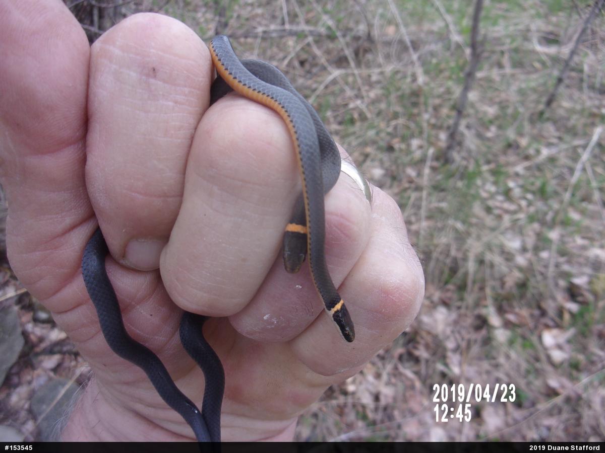 Northern Ring-necked Snake