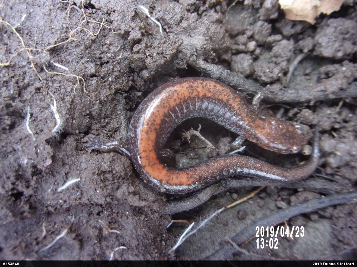 Eastern Red-backed  Salamander