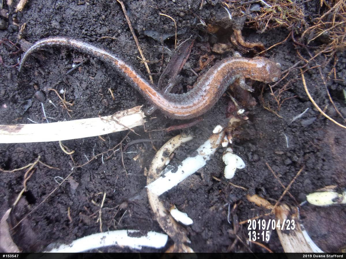 Eastern Red-backed  Salamander