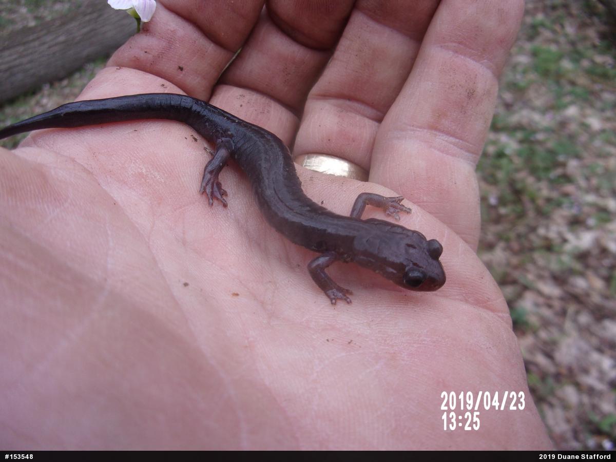 Wehrle's Salamander