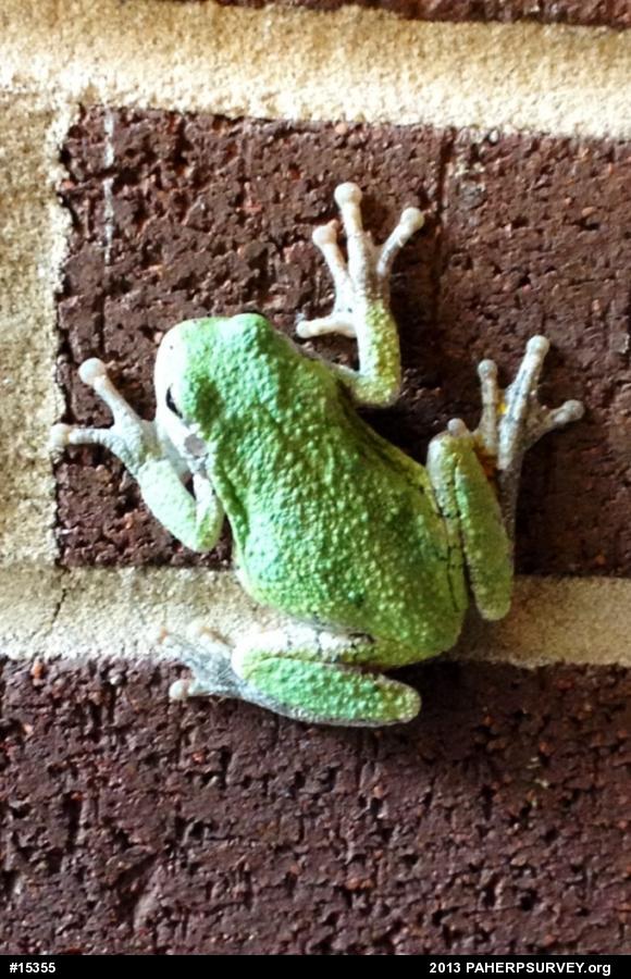 Gray Treefrog