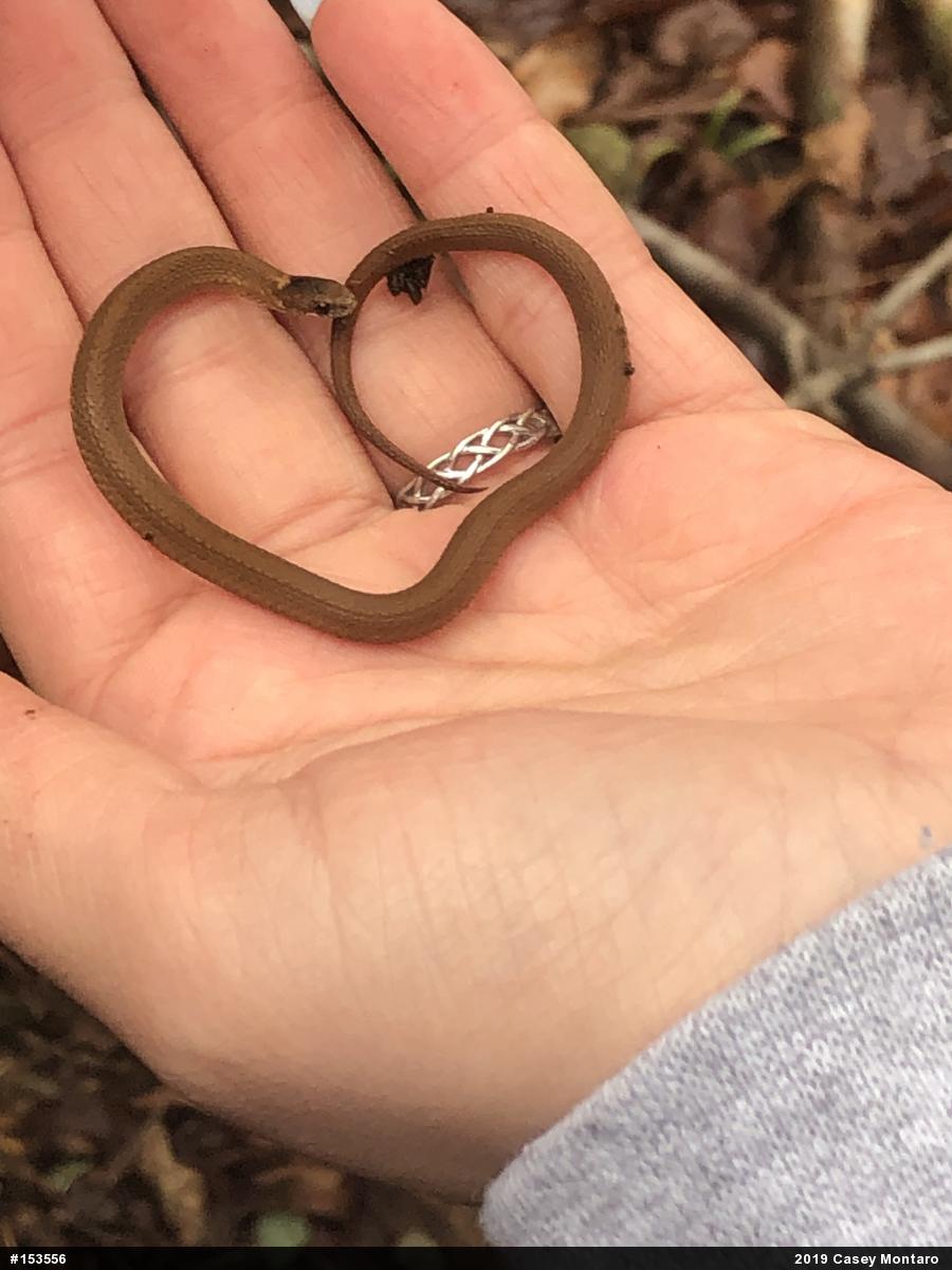 Red-bellied Snake