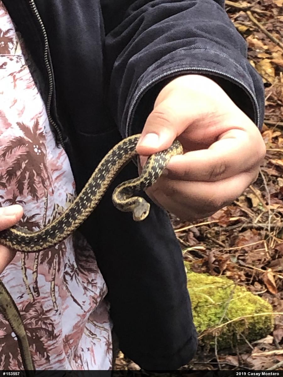Eastern Gartersnake