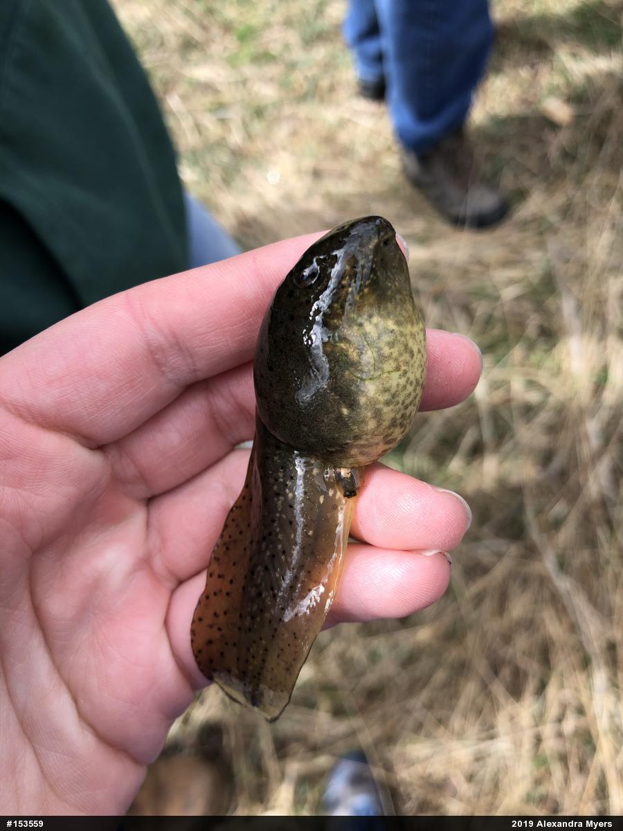 American Bullfrog