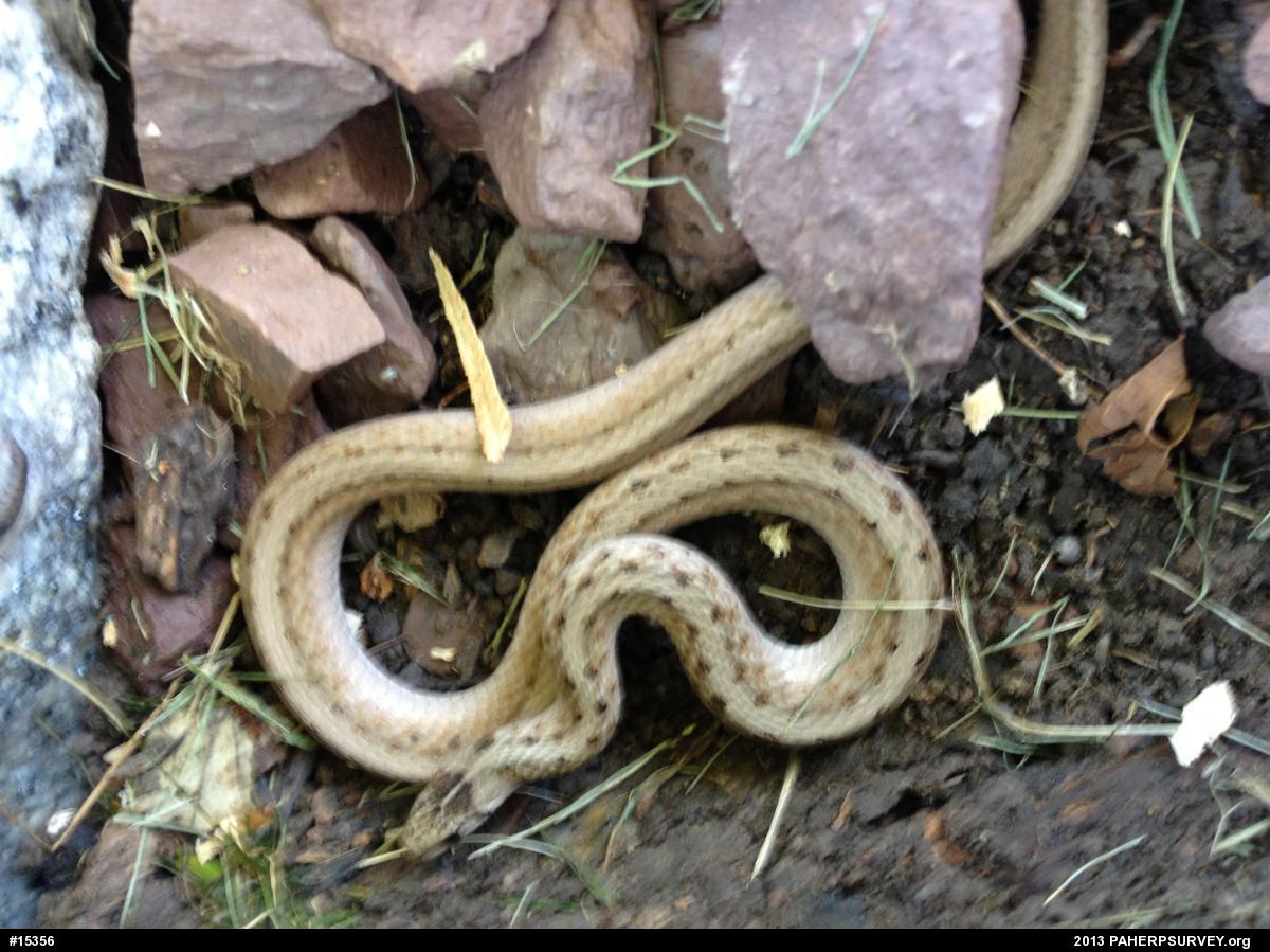 Dekay's Brownsnake