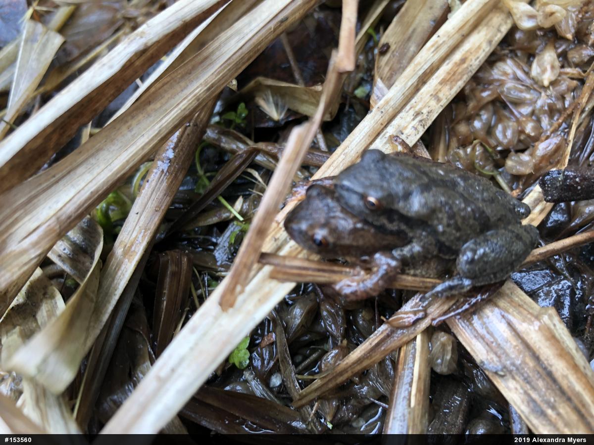 Spring Peeper