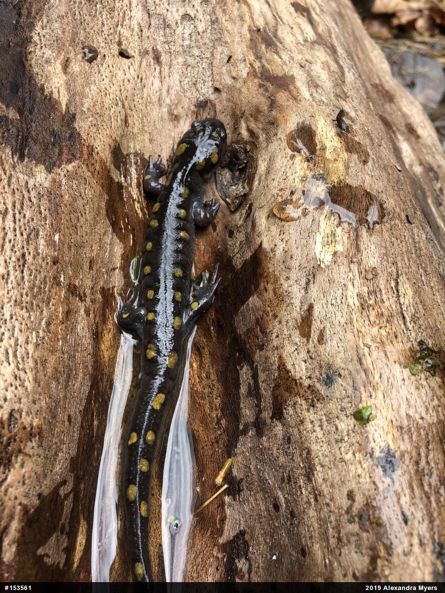 Spotted Salamander