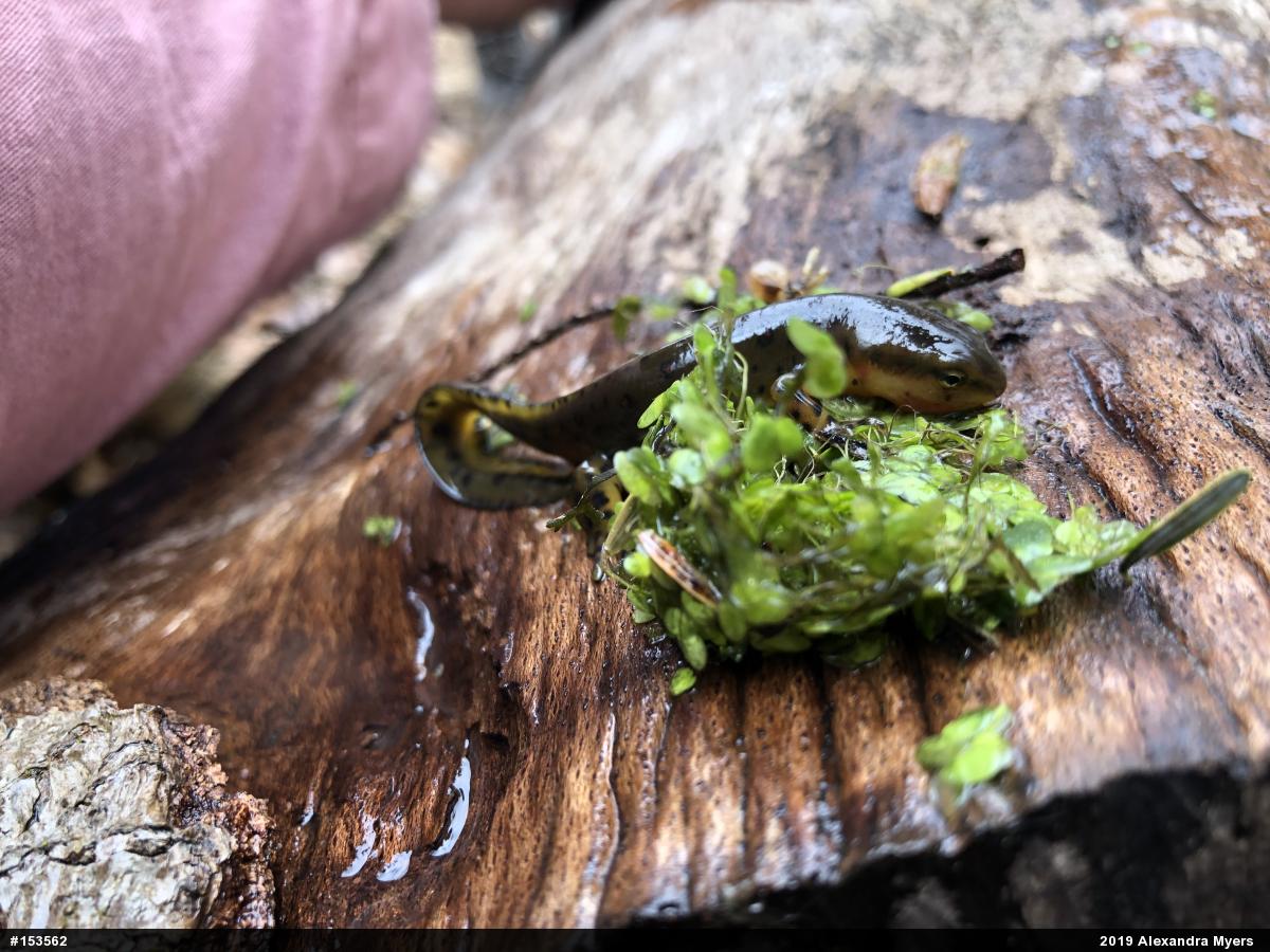 Red-spotted Newt