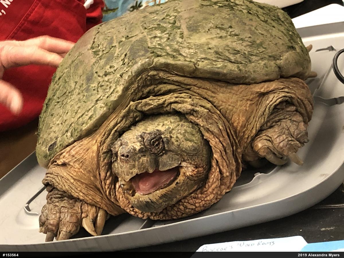 Snapping Turtle
