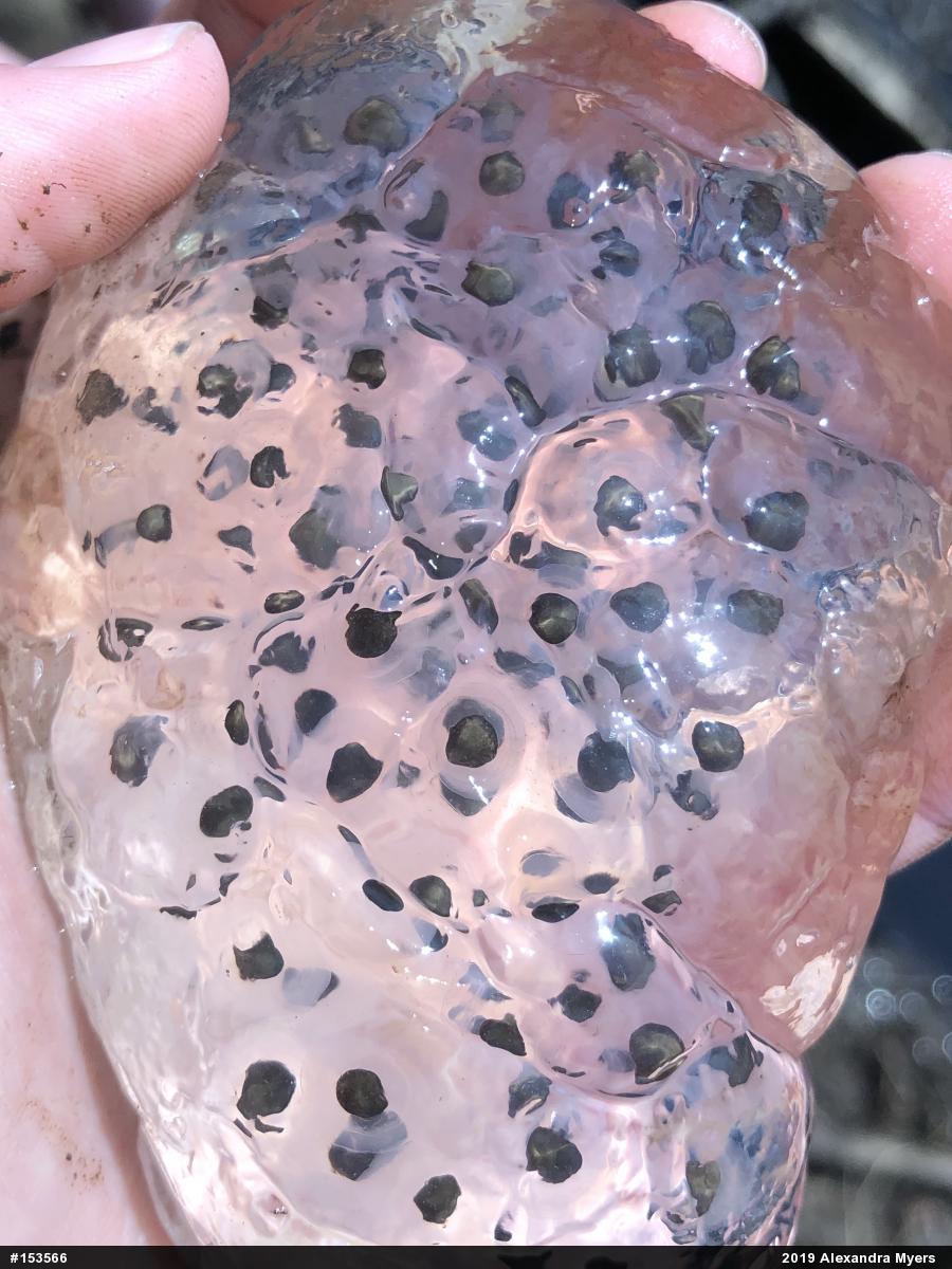 Spotted Salamander
