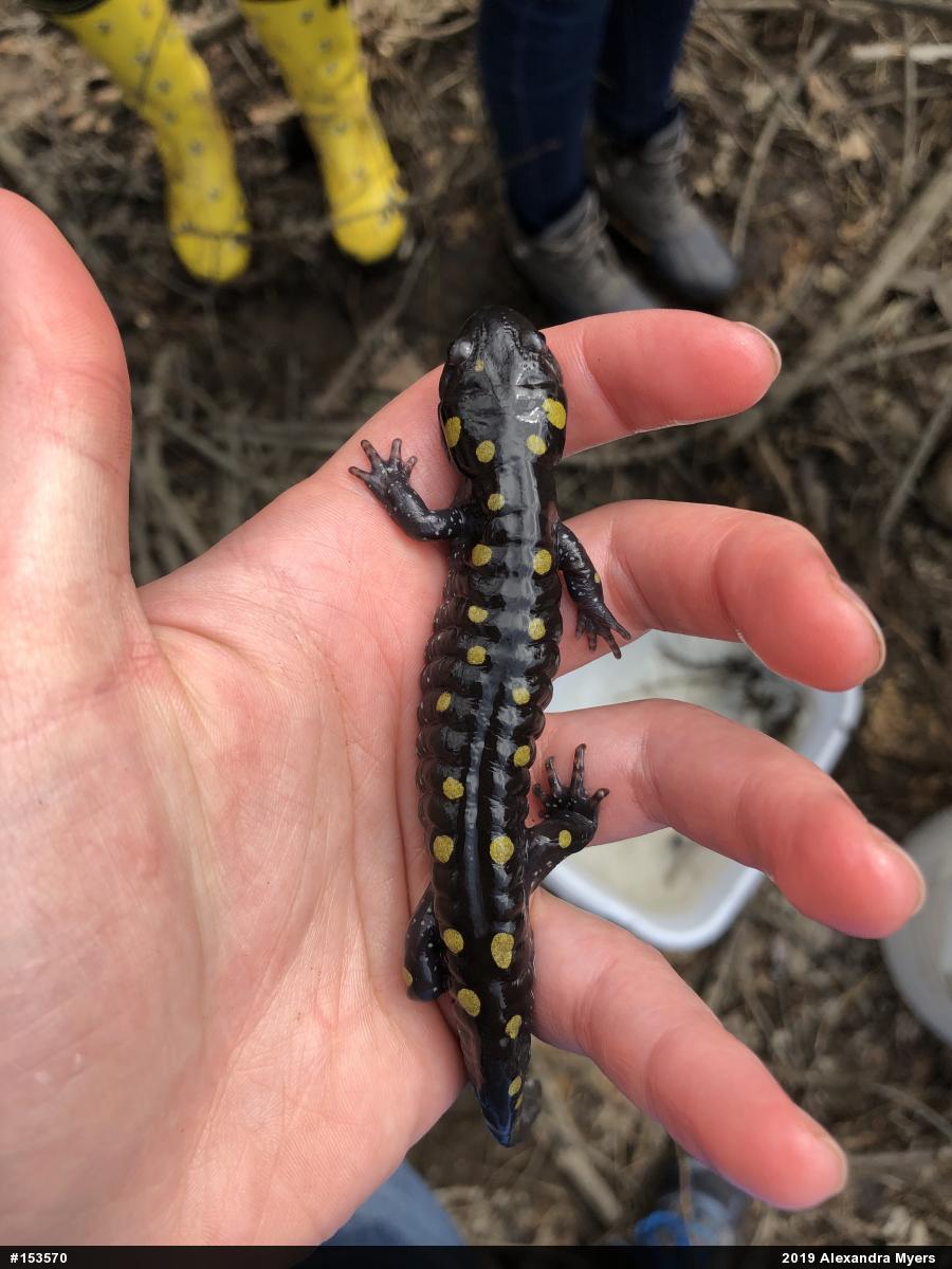 Spotted Salamander