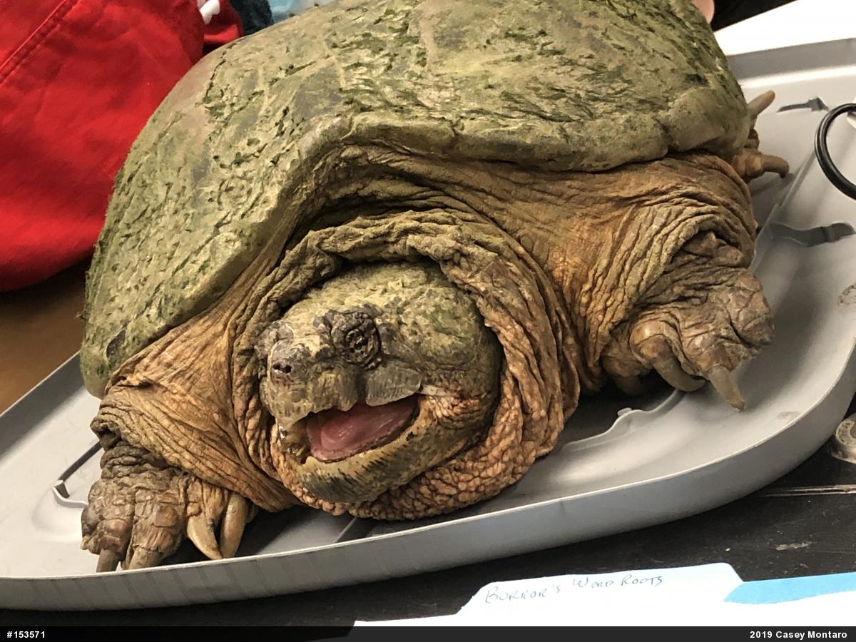 Snapping Turtle